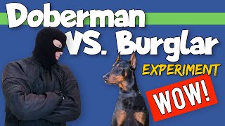 Doberman On Patrol Burglar Experiment [upl. by Nurav]