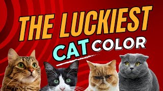 What is the luckiest color of a cat The Symbolism Behind Lucky Cat Colors [upl. by Aniez]