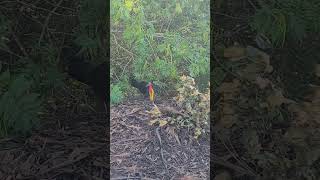 Brush Turkey maintaining his mound birds birdsofaustralia birdlifeaustralia birdwatching [upl. by Ileak]