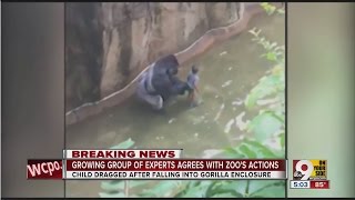 MU primatologist joins growing list of experts defending zoos decision to kill gorilla [upl. by Ennirac238]