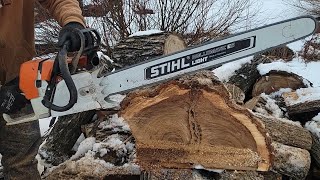 Ported Stihl Ms460 first cuts [upl. by Syhr]