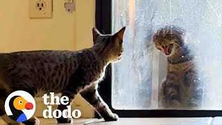 Her Cat Hates The New Kitten  The Dodo [upl. by Turnheim]