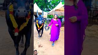 gabtoli gorur haat 2024 today gabtolicowprice gabtolihaat shorts ytshorts yt ytshort [upl. by Yaker189]