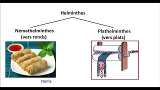 Helminthes Nemathelminthes et Plathelminthes  expliqués résumés [upl. by Connie]