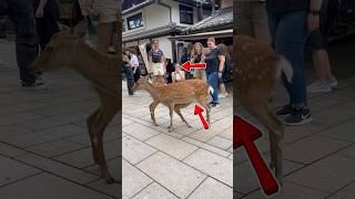 鹿が子供たちに餌をあげています 観光客はそれを見て驚いた  Nara Park deer in japan japan animals naradeer [upl. by Teague]