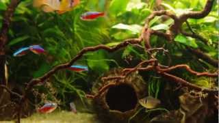 Apistogramma agassizii aquarium [upl. by Hguh984]