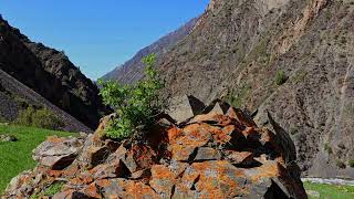 small bush is growing in a crack of large rock in mountains at sunny summer day with blue sky [upl. by Ful]