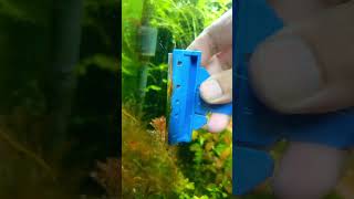 Remove Algae Planted Tank removealgae plantedtank shortvideo shortsfeed [upl. by Ferna]