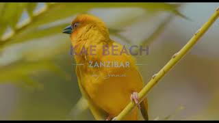 Sansi Kae Beach Resort amp Spa Zanzibar [upl. by Bacchus]