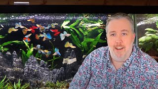 My Top 6 MustTry Aquarium Fish after 20 Years of Experience [upl. by Sidwell998]