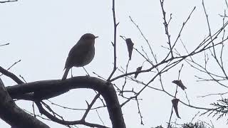 20241023 LJUBLJANA Botanični vrt PASSERIFORMES Erithacus rubecula TAŠČICA [upl. by Ingham]