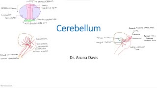 Cerebellum [upl. by Ellerrehs]