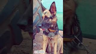 German shepherdgermanshepherd lover trending trendingshorts viralshort shorts [upl. by Jovitta]