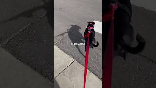 Happy Puppy Dog Walks Home music cute dogshorts doglovers [upl. by Roosnam]