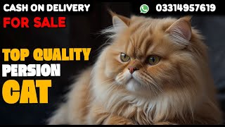 Top Quality Persian Cat For SaleCargo All Over PakistanContact Number 0331 4957619 [upl. by Karl]