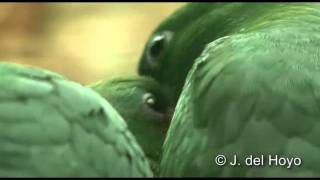 Bluebellied Parrot [upl. by Ogilvie]