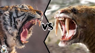 Siberian Tiger vs Smilodon  Which Would Have Been Stronger [upl. by Richara]