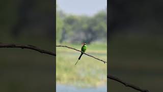 Green beeeater having breakfast nature beeeater wildlife birds nikonphotography nikonz50 [upl. by Dallis]