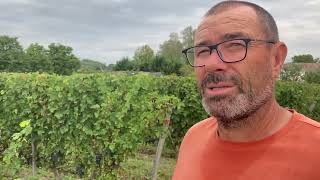 VIDÉO Bourgueil  le cheval à l’entraînement dans les vignes [upl. by Yerdua]