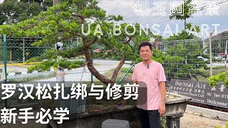 羅漢松教你如何扎绑与修剪 Teach you how to tie and trim Podocarpus [upl. by Teemus]