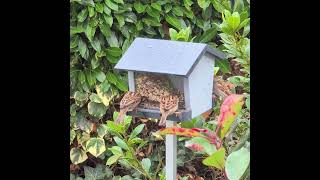 Vogelhaus mit Sperlingen [upl. by Nrubyar]