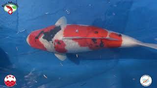 Announcement and discussion of the 2024 Reserve Grand Champion at the South African Koi Show [upl. by Helbon]