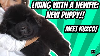 LIVING WITH A NEWFIE NEW PUPPY MEET KUZCO  NEWFIE PUPPY TIPS [upl. by Eiznik]