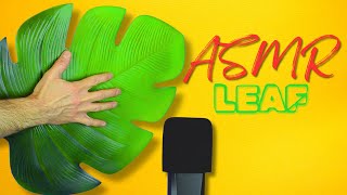 ASMR This Giant Leaf Makes Incredible Tapping Sounds [upl. by Eahsed]