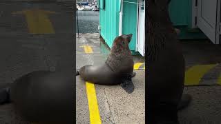 Cape Fur Seal chilling adventure travel africa wildlife [upl. by Arlena]