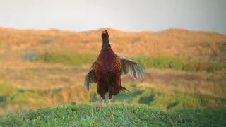 Vroege Vogels  Fazant op Texel [upl. by Calypso]