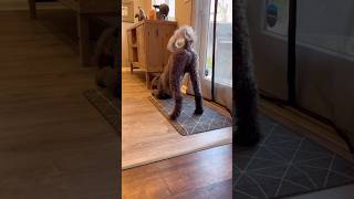 You want a pic let me pose for you ytshorts puppy memes comedy trending [upl. by Sharity]