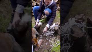 Man Frees Fox Trapped For Four Hours  The Dodo [upl. by Kendy125]