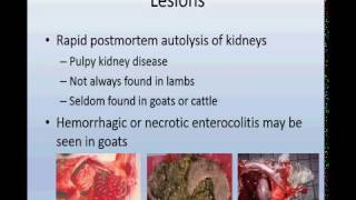 Enterotoxemia Clostridium perfringens in sheepgoatcalves [upl. by Anatlus339]