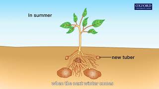 Animation 121 The process of vegetative propagation [upl. by Shermy]