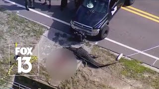 Nearly 14foot gator involved in Florida death [upl. by Alain348]