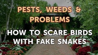 How to Scare Birds with Fake Snakes [upl. by Eillit]