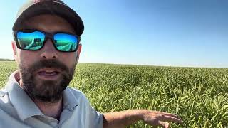 Surge Triticale Crop Tour [upl. by Clapp]