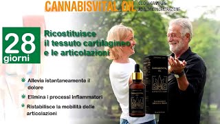 CANNABISVITAL OIL  olio cannabis per le articolazioni [upl. by Heisel716]