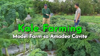 Kale Farming sa Cavite Emerging High Value Crop sa Pilipinas [upl. by Laughton]