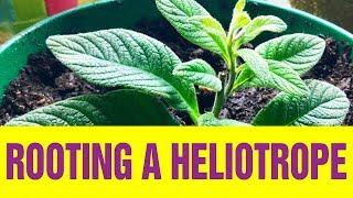 Rooting A Heliotrope [upl. by Grobe]