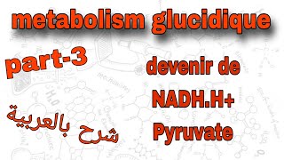 Part3  metabolism glucidique  NADHPyruvate  درس الميتابوليزم بالعربية [upl. by Annyl]