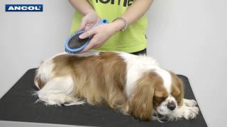 How to Groom a Nervous Dog with a DoubleSided Brush [upl. by Lello565]