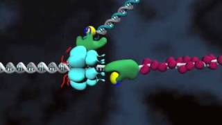 DNA replication Loop release [upl. by Saiff]