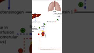 sistema renina angiotensina aldosterona [upl. by Herzog]