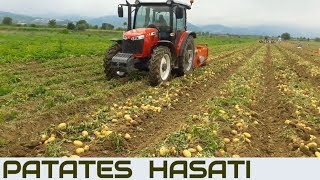 Hasat Zamanı  MF 4709 ve Özeliş Patates Söküm Makinası [upl. by Marsha]