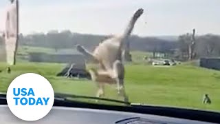 Safari park guests in England left in awe over backflipping monkey  USA TODAY [upl. by Ree]