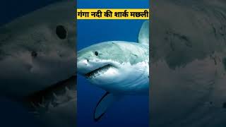 गंगा नदी में पायी जाने वाली शार्क shorts  ganganadi shark  factsvideo short [upl. by Etiuqram]