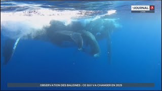 Observation des baleines  ce qui va changer en 2025 [upl. by Olgnaed]