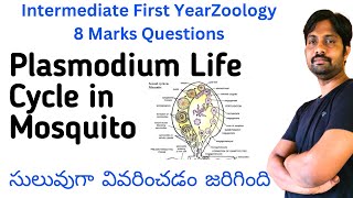 Plasmodium vivax Life Cycle in Mosquito Explained in Easyway  Inter Zoology 8 Marks Questions [upl. by Dhar]