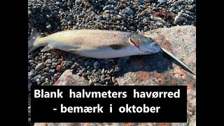 Hotspots og fangster primo oktober [upl. by Norven507]